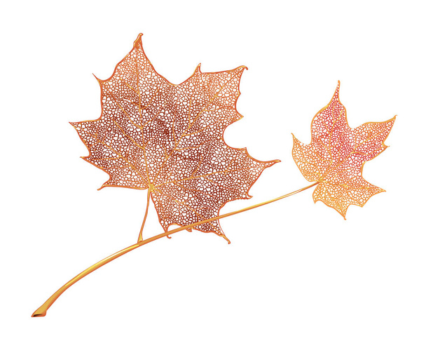 Orange maple leaves isolated on white background. Detailed vector illustration of hand drawn autumn leaves. Vintage retro fall seasonal decor - Vector, Image