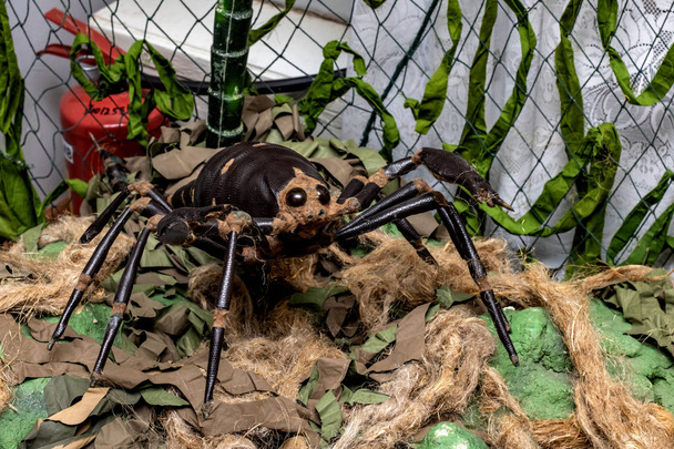 Büyük oyuncak örümcek dalları ve çim, kopya alanı arasında - Fotoğraf, Görsel
