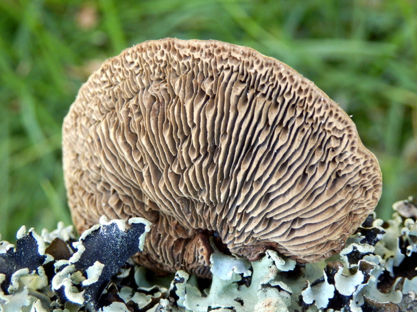 Дуб Mazegill гриб
 - Фото, зображення