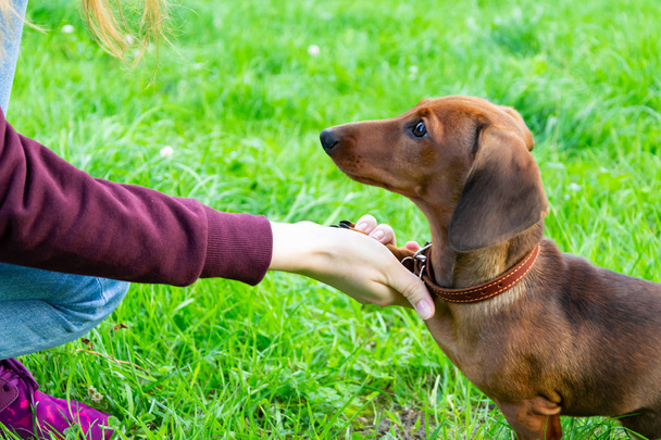 Miniaturní jezevčík štěně s jeho majitelem. Mladý energický pes pobíhá na procházku. Spuštění příkazů v herní podobě - Fotografie, Obrázek