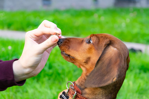 Miniature dachshund puppy with its owner. A young energetic dog is running around for a walk. Execution of commands in a game form - Photo, Image