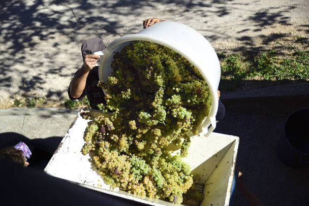 moisson, les paysans versent les raisins dans la presse pour produire le moût qui deviendra vin
 - Photo, image