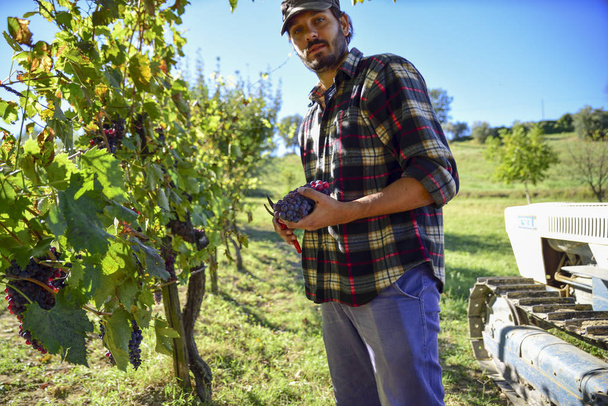 güneşli bir sonbahar İtalya hasat sırasında iş yerinde genç çiftçi adam. Kırmızı üzüm üzüm bağları şarap üretimi için. - Fotoğraf, Görsel