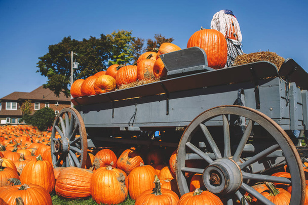Fresh harvest yellow orange pumpkins on wooden retro vintage farm cart with large wheels. Halloween Thanksgiving concept. Seasonal scary decoration for autumn fall traditional holidays.  - Photo, Image