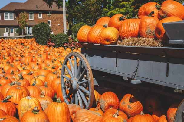 Friss termés sárga narancssárga sütőtök a fából készült retro vintage farm kosár, nagy kerekekkel. Halloween Hálaadás koncepció. Az őszi szezonális ijesztő dekoráció esik hagyományos ünnepek.  - Fotó, kép