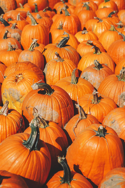 Friss termés farm sárga narancssárga sütőtök területén. Nyers szerves, természetes textúra a háttér. Halloween és Hálaadás koncepció. - Fotó, kép