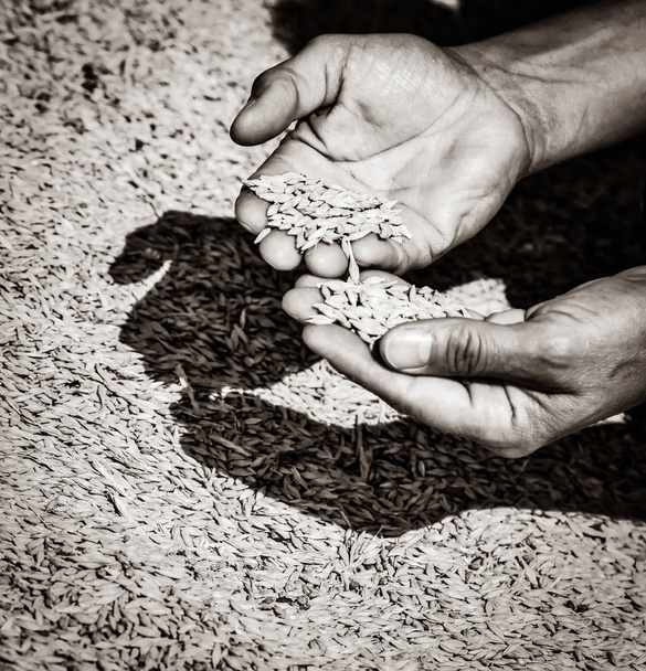 Пшеничные мозоли и руки старого фермера. Изображение в черно-белом цвете
 - Фото, изображение