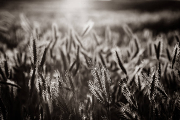 Podívejte se na klásky pšenice na hřišti v západu slunce. Obrázek v černé a bílé barvy stylu - Fotografie, Obrázek