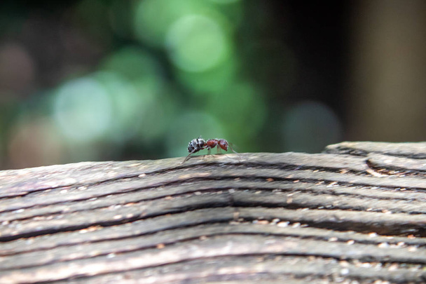 μυρμήγκι περπάτημα σε ξύλο στο δάσος - Φωτογραφία, εικόνα
