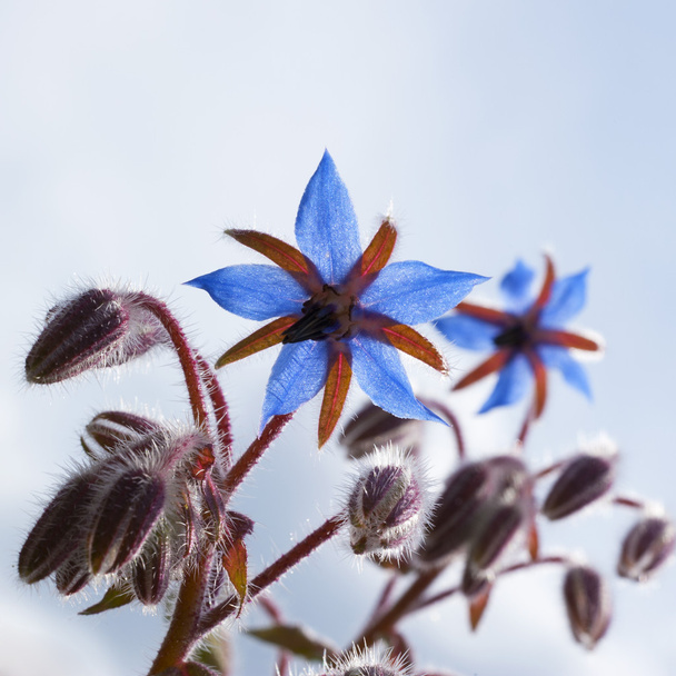 Suolainen hortensis (Satureja hortensis, Harige Hortensis)
) - Valokuva, kuva