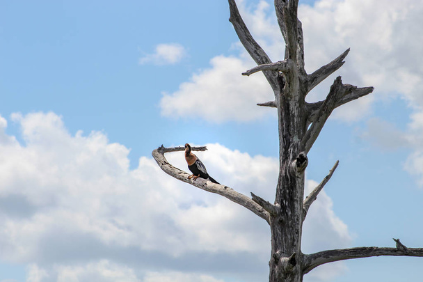 anhinga snake bird in the swamp of Florida - Photo, Image