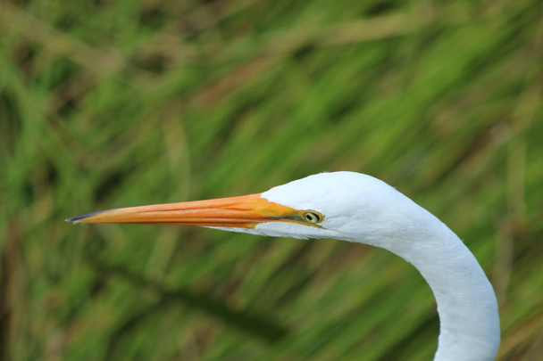 Great egret wading in the swamps of Florida at the Green Cay wetland - Photo, Image