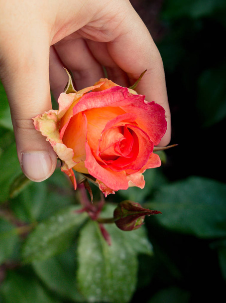 Renkli bir gül çiçeğini tutarken - Fotoğraf, Görsel