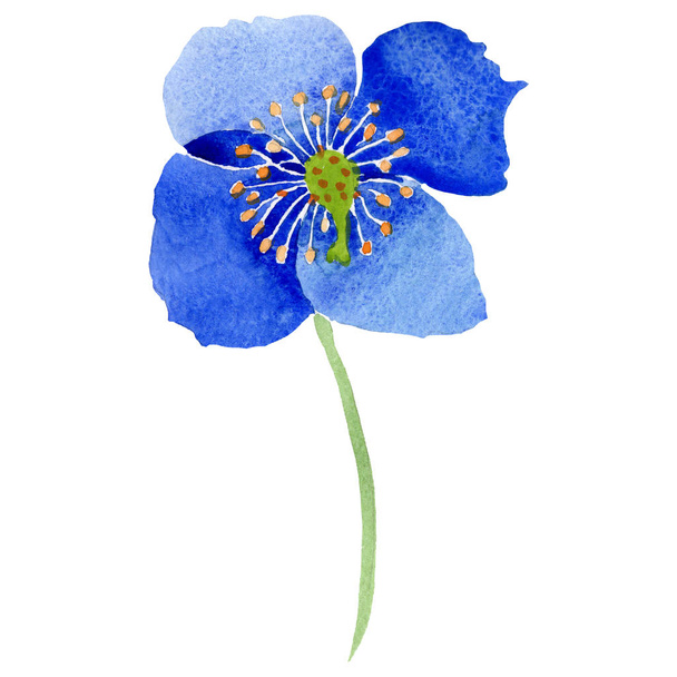 Watercolor ultramarine poppy flower. Floral botanical flower. Isolated illustration element. Aquarelle wildflower for background, texture, wrapper pattern, frame or border. - 写真・画像