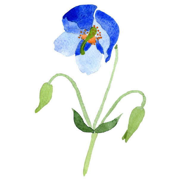 Watercolor ultramarine poppy flower. Floral botanical flower. Isolated illustration element. Aquarelle wildflower for background, texture, wrapper pattern, frame or border. - Photo, Image