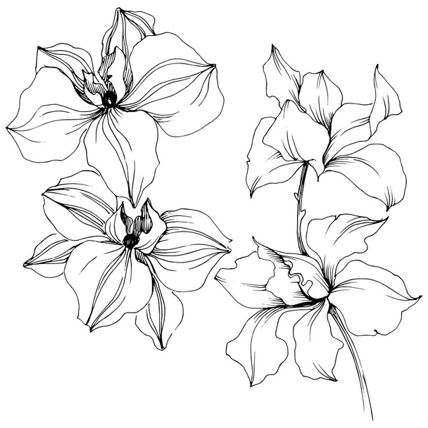 Vector orchid flower. Floral botanical flower. Isolated illustration element. Aquarelle wildflower for background, texture, wrapper pattern, frame or border. - Vecteur, image