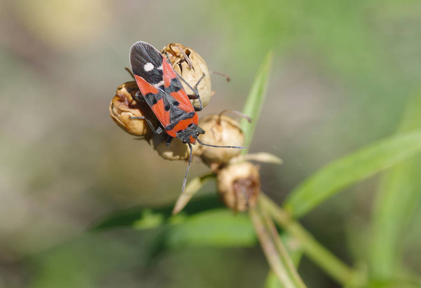 Μοναχικό firebug κάθεται πάνω σε ένα σπόρο φυτού Φθινοπωρινό - Φωτογραφία, εικόνα