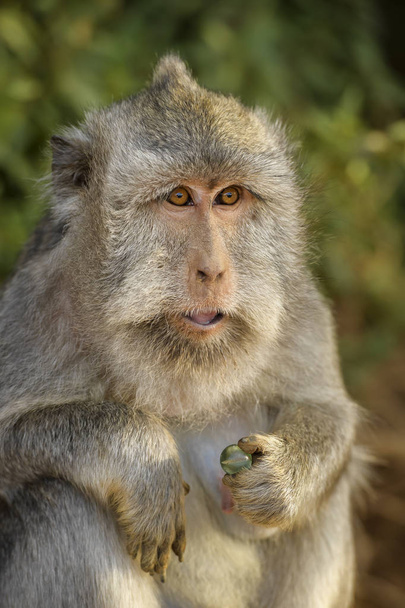 Macaque à longue queue - Macaca fascicularis, singe commun des forêts, forêts et jardins d'Asie du Sud-Est, Bali, Indonésie
. - Photo, image
