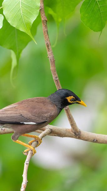 Bird (Mynas or Sturnidae) perched on a tree in a nature wild - Photo, Image