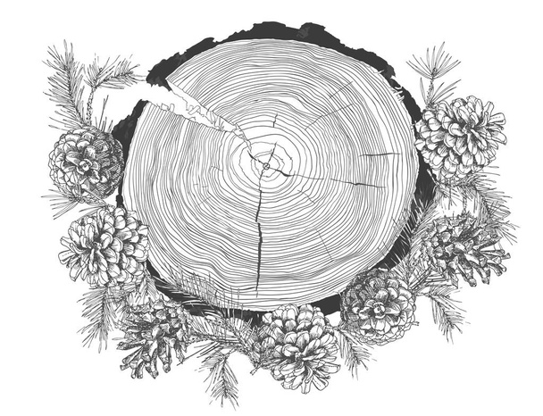 Realistinen kasvitieteellinen muste luonnos kuusen oksat männyn käpy ja puun kasvu renkaat runko eristetty valkoisella pohjalla. Hyvä idea malleja kutsuja, onnittelukortteja. Vektorikuvia
 - Vektori, kuva