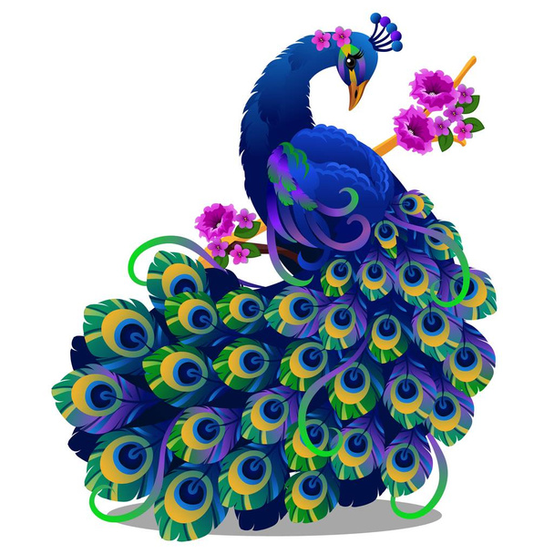 Beautiful bird peacock sitting on a perch with flowers isolated on white background. Vector cartoon close-up illustration. - Vettoriali, immagini