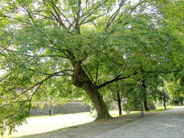 Oude boom op kleine straat-promenade gelegen in de stad centrum van Rzeszów. Polen. - Foto, afbeelding