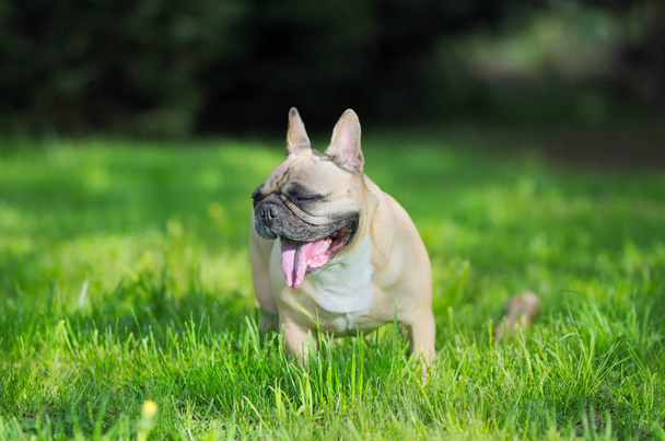 Close up portrait of a French Bulldog, tired of language - Zdjęcie, obraz