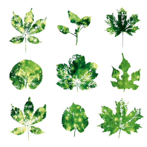 Отпечатки зеленых акварельных листьев изолированы на белом фоне
 - Вектор,изображение
