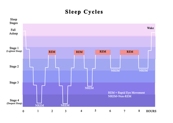 Cicli di sonno (REM e NREM)
 - Foto, immagini