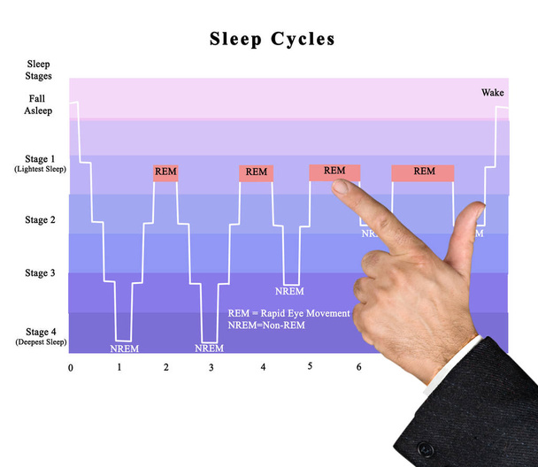 Ciclos de sueño (REM y NREM)
 - Foto, imagen