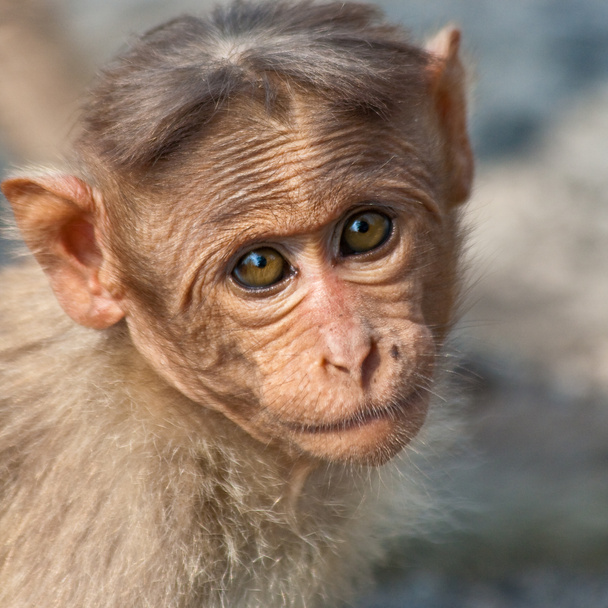 Baby Bonnet Macaque Retrato
 - Foto, Imagen
