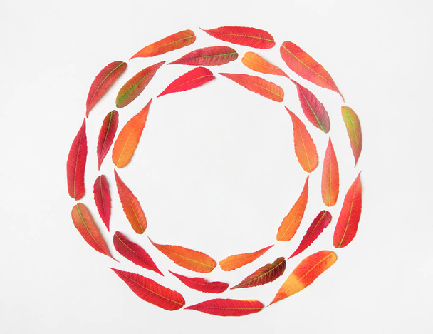 round frame of bright autumn leaves on white background with copy space, top view of flat lay - Foto, Imagen
