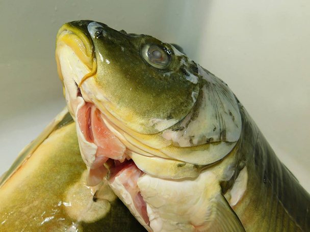  Carpe crucienne isolée, poissons vivants
 - Photo, image