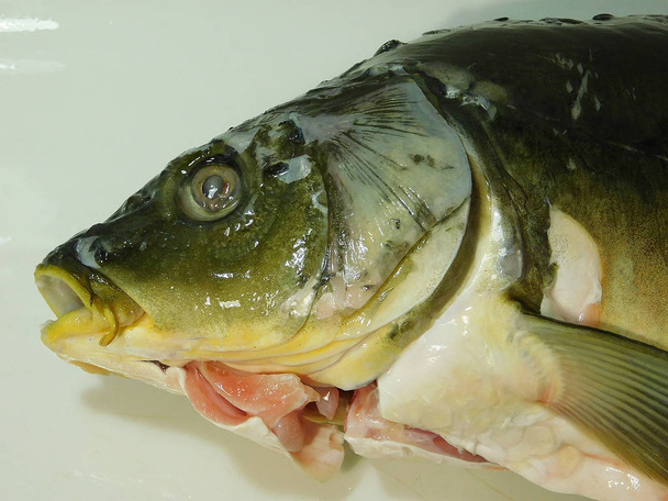 Tête de carpe, poissons vivants
 - Photo, image