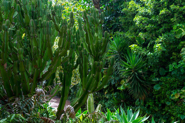 Wild shrubs Euphorbia canariensis in the park. Background. - Fotografie, Obrázek