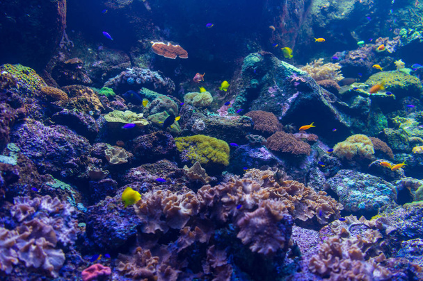 die helle Unterwasserwelt der Korallen. - Foto, Bild