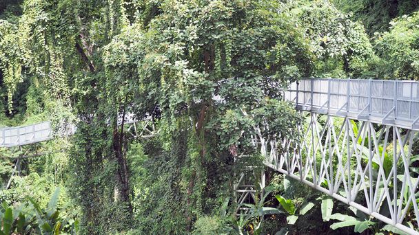 Canopy paseos para explorar la naturaleza. Canopy paseos en el jardín botánico Queen sirikit Chiang Mai, Tailandia
. - Foto, imagen