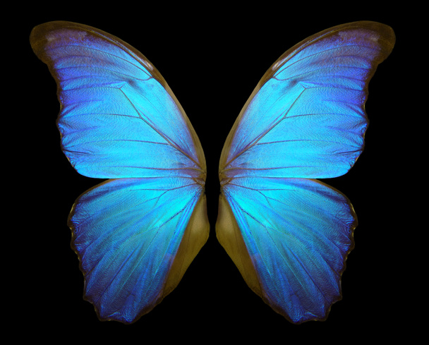 Bir kelebek Morfo Wings. Siyah bir arka plan üzerinde izole Morfo kelebek kanatları. - Fotoğraf, Görsel