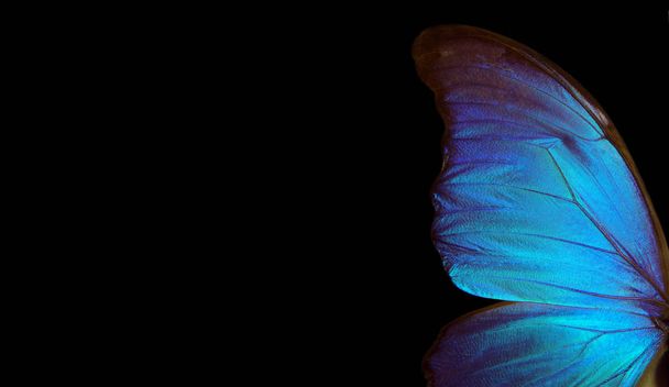 Vleugels van een vlinder Morpho textuur achtergrond. Morpho vlinder - Foto, afbeelding