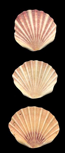 coquilles - Photo, image