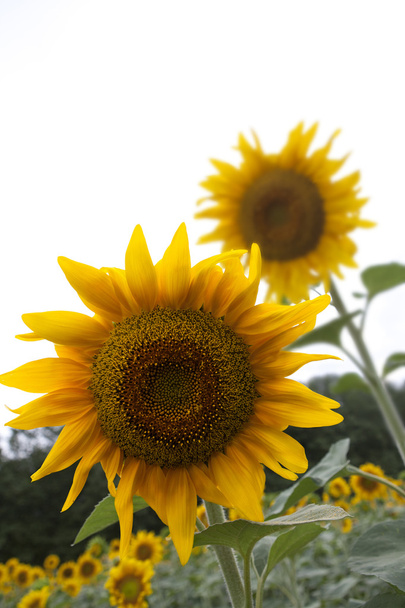Auringonkukat - Valokuva, kuva