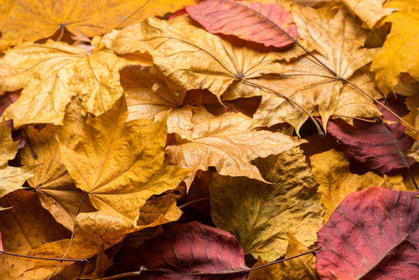 кленове листя крупним планом
 - Фото, зображення