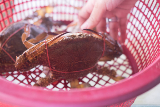 Main tenant un crabe fleur de mer cru frais. Catégorie Premium
 - Photo, image