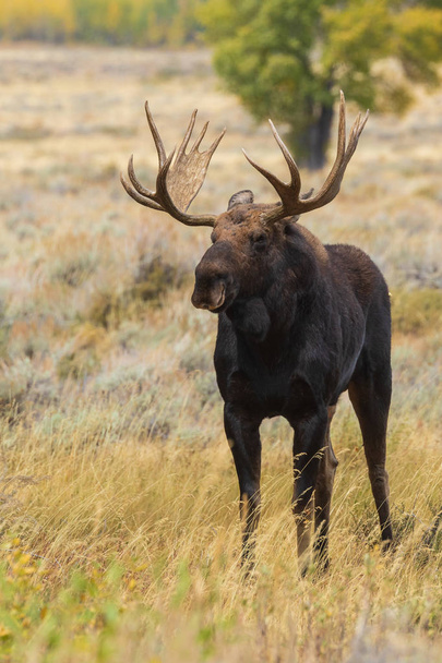 Bull Shiras Moose en ornière automnale dans le Wyoming
 - Photo, image