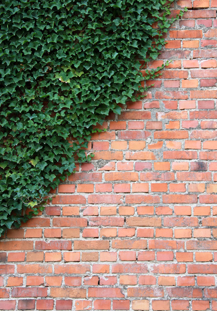 Mur de brique avec plante de lierre comme fond
 - Photo, image