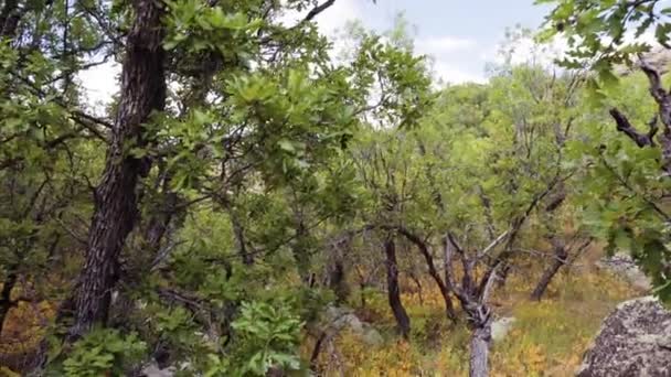 Pieszych w jesieni na park stanowy Kanion Castlewood - Materiał filmowy, wideo