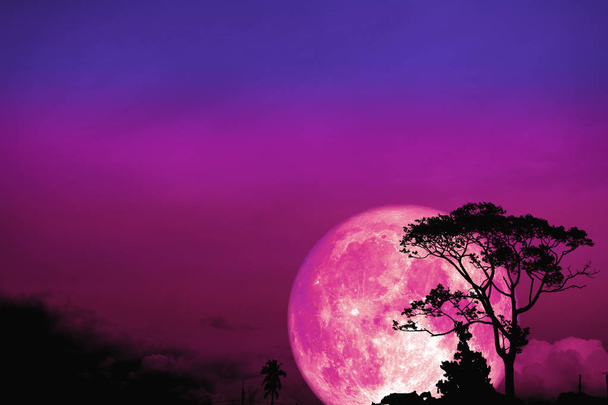 full Beaver moon back over silhouette tree in field on night sky, Elements of this image furnished by NASA - Photo, Image