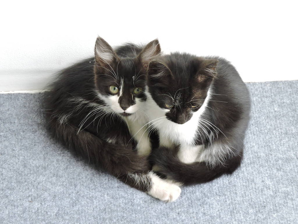 Gatitos acurrucados en blanco y negro
 - Foto, imagen