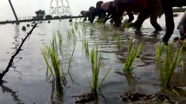 Vrouw aanplant padie plantgoed in de landbouwgrond die gevuld met de vol water. - Video