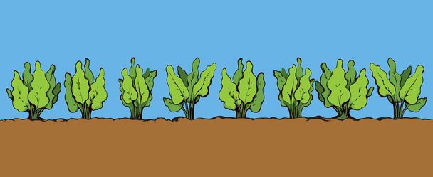 Eco fresco verde cru nabo arbusto cultura semear produto em remendo mulch no fundo do céu azul. Cor brilhante mão desenhada fértil feijão rural cena de rendimento de ervas em estilo retro doodle desenhos animados e espaço para texto
 - Vetor, Imagem